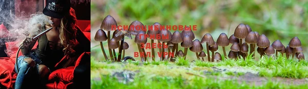 PSILOCYBIN Армянск
